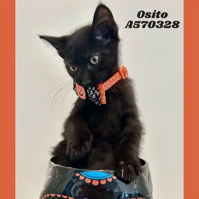 Osito