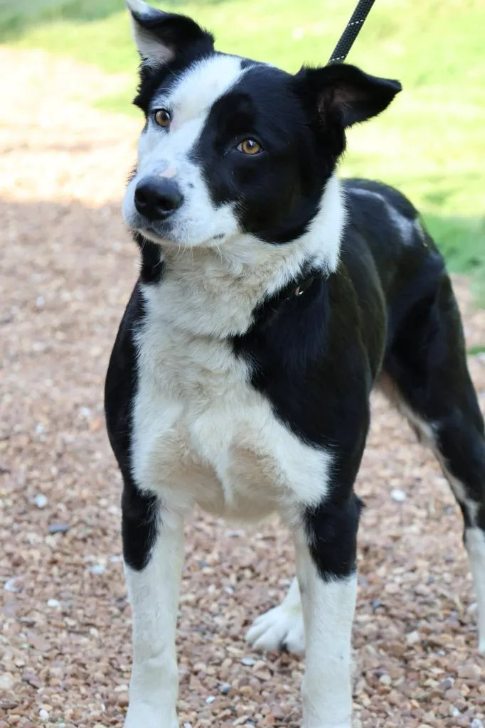 A young large-sized male Mixed Breed dog named Trisket for adoption in Columbia, TN