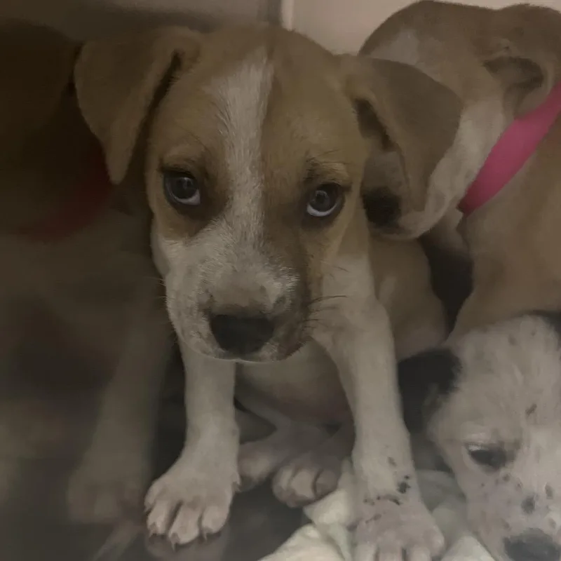 A baby small-sized female Yellow / Tan / Blond / Fawn Mixed Breed dog named Riley for adoption in Chattanooga, TN