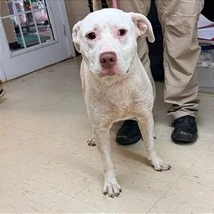An adult medium-sized male Pit Bull Terrier dog named Hawkins for adoption in Denison, TX