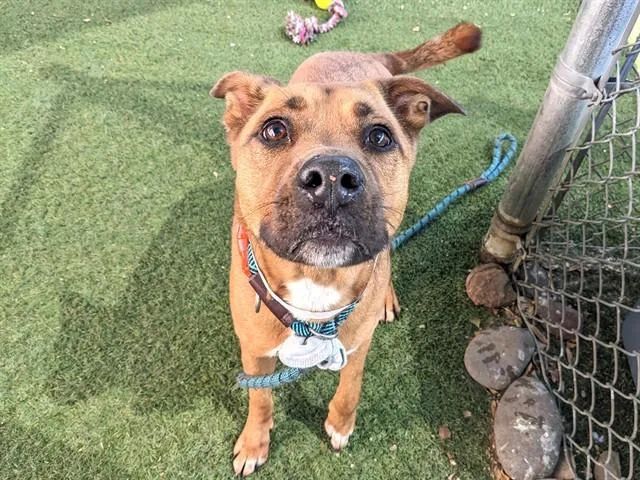 An adult large-sized female Pit Bull Terrier dog named Pebbles for adoption in Phoenix, AZ