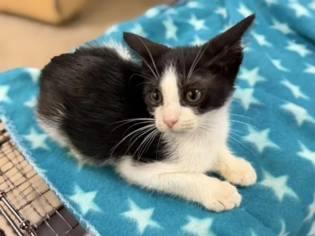 A baby small-sized male Domestic Short Hair cat named Leo for adoption in Miami, FL