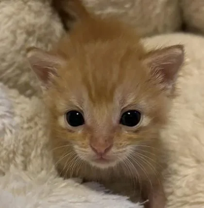 A baby small-sized male Domestic Short Hair cat named Orbit for adoption in West Memphis, AR