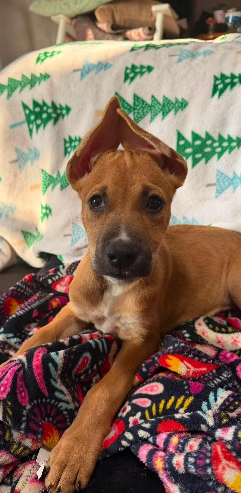 A young medium-sized male Yellow / Tan / Blond / Fawn Pit Bull Terrier dog named Wiggins for adoption in Wichita Falls, TX