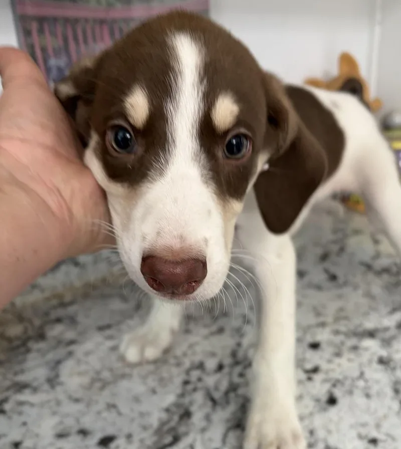 A baby medium-sized female White / Cream Hound dog named Patches for adoption in Louisa, VA