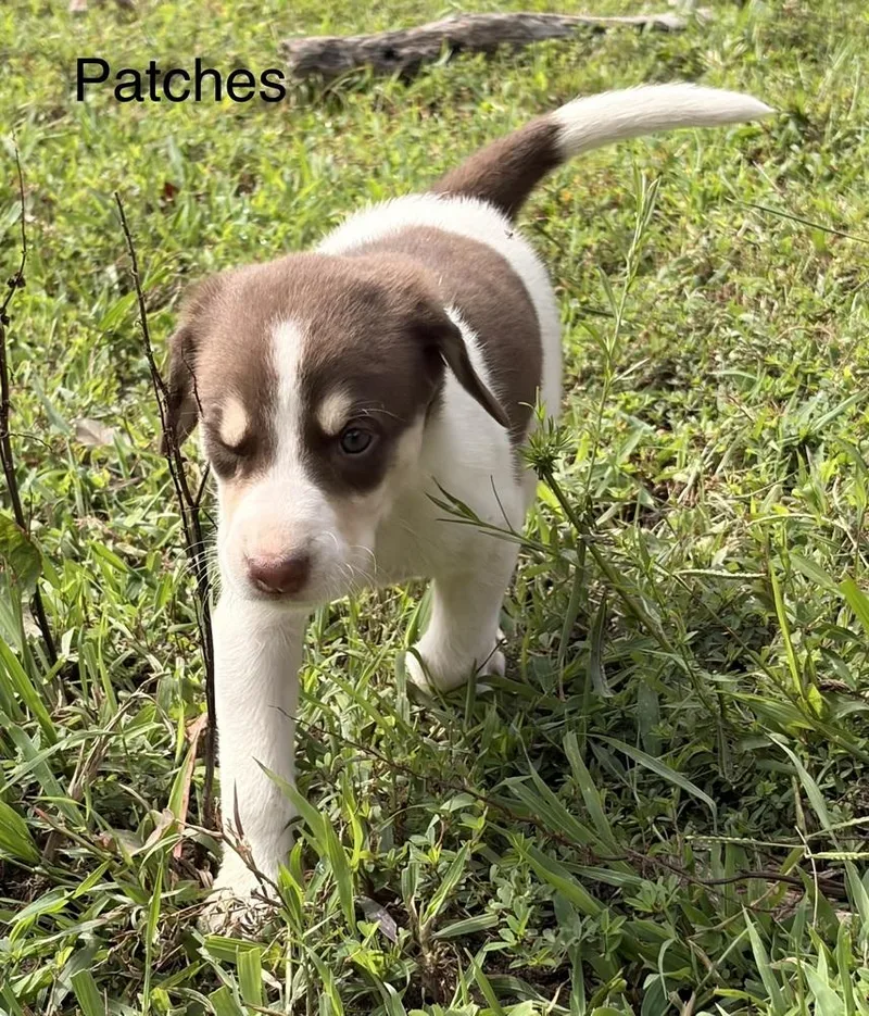 Patches thumbnail 2
