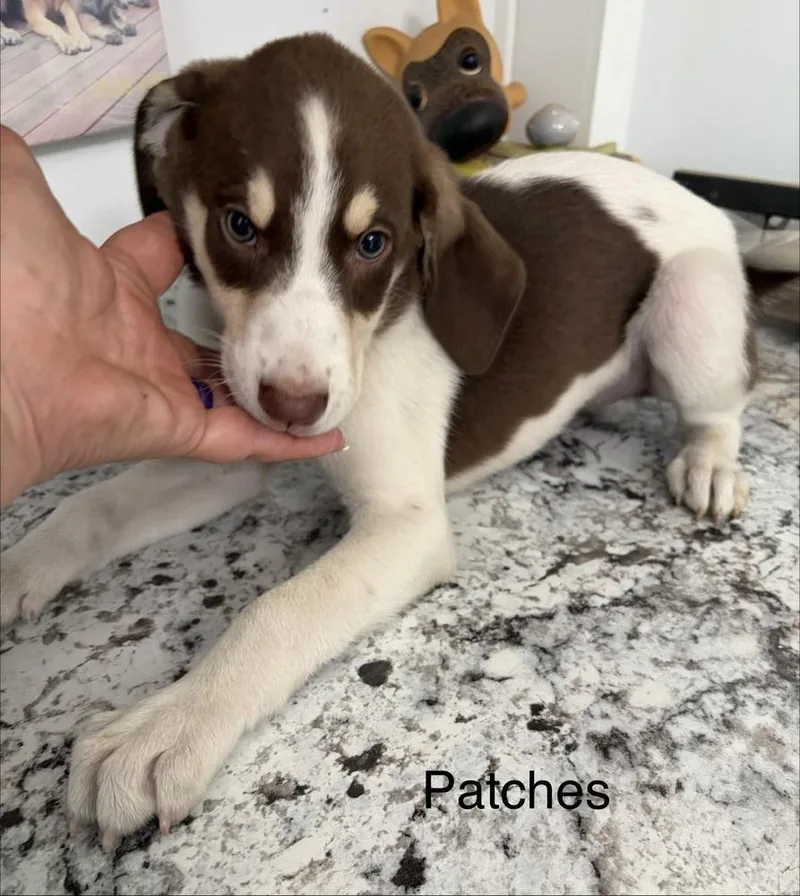Patches thumbnail 4