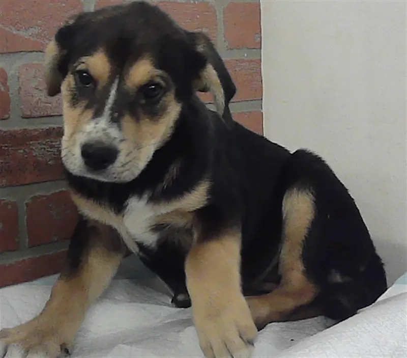 A baby small-sized female Staffordshire Bull Terrier dog named A for adoption in Houston, TX