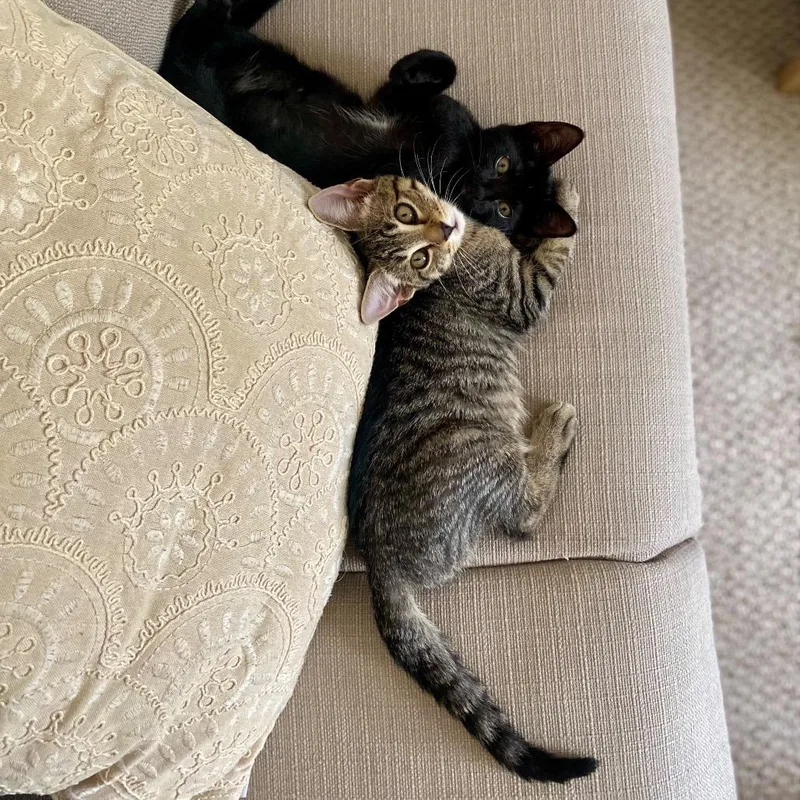 A baby small-sized male Brown / Chocolate Domestic Short Hair cat named George for adoption in Westport, CT