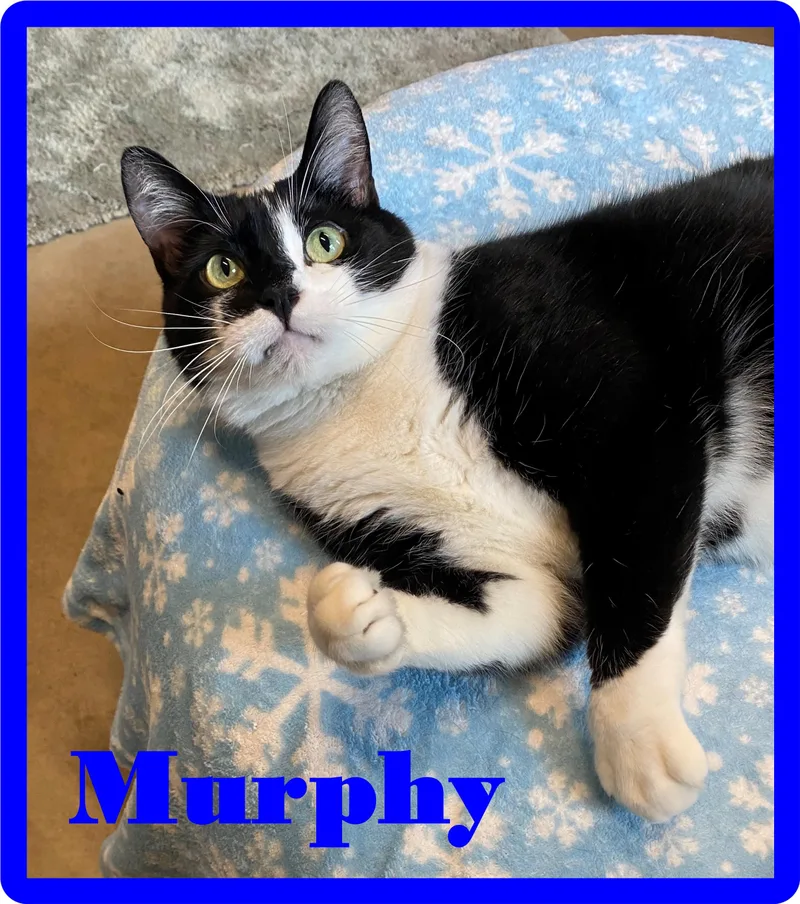 Murphy thumbnail 2