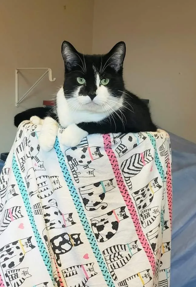 Murphy thumbnail 3