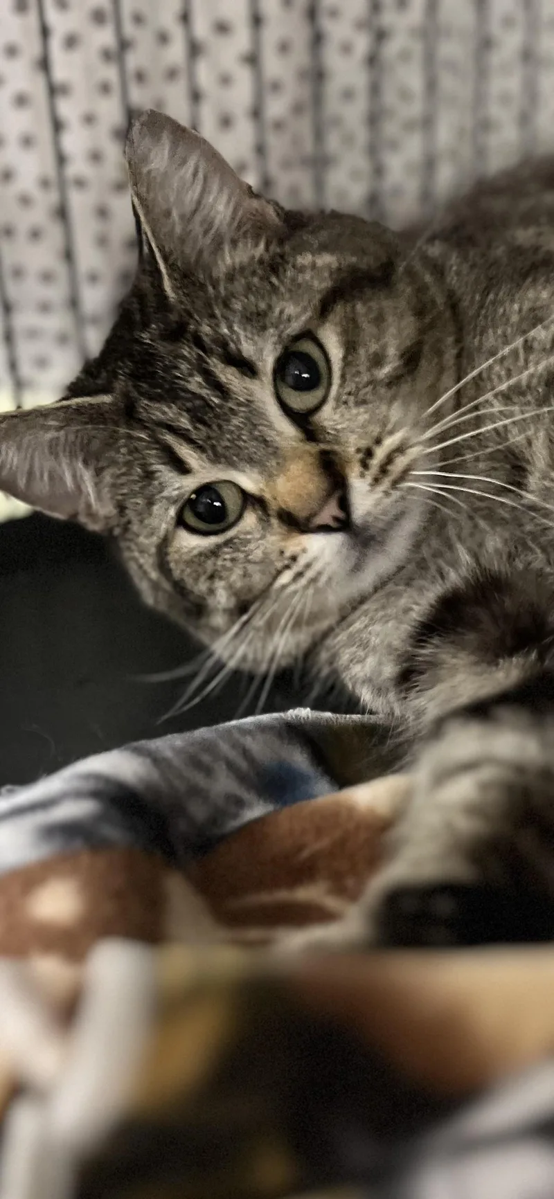 An adult medium-sized female Tabby (Brown / Chocolate) Domestic Short Hair cat named Anne for adoption in Holland, MI