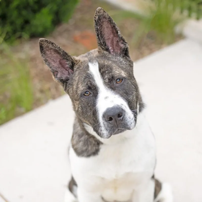 A young medium-sized male Brown / Chocolate Akita dog named Bazooka for adoption in Abilene, TX