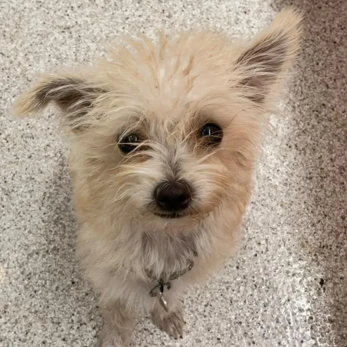 A young small-sized male Terrier dog named Kumquat for adoption in Point Richmond, CA