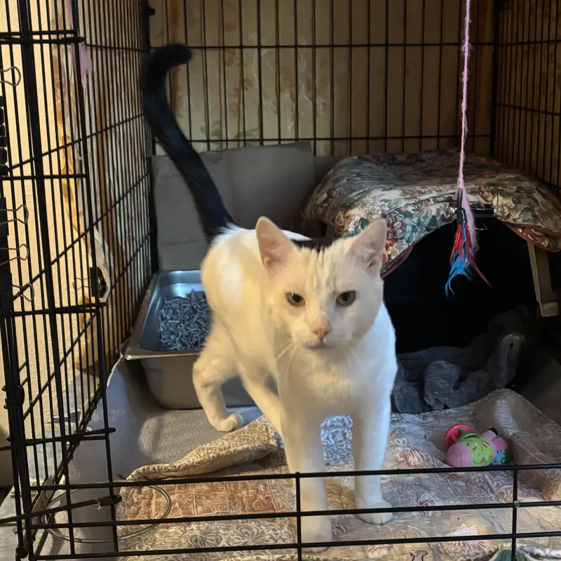 An adult medium-sized male Black & White / Tuxedo Domestic Short Hair cat named Kingdom for adoption in Pittsburgh, PA