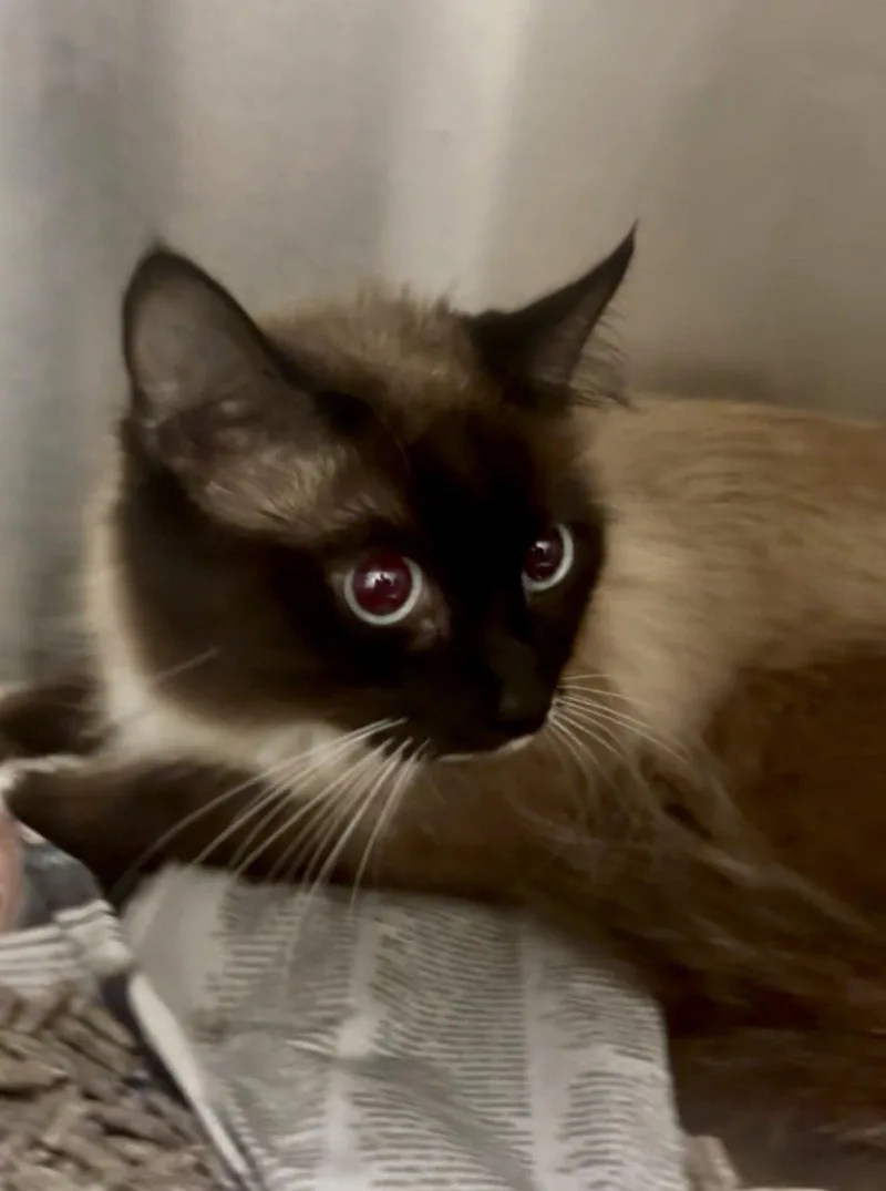 An adult medium-sized male Siamese cat named Emmett Otter for adoption in Royal Palm Beach, FL