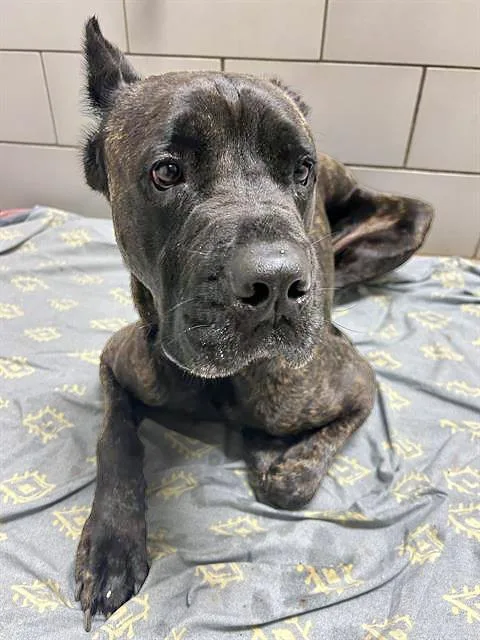 An adult large-sized male Black Mixed Breed dog named Hunkules for adoption in Nashville, TN