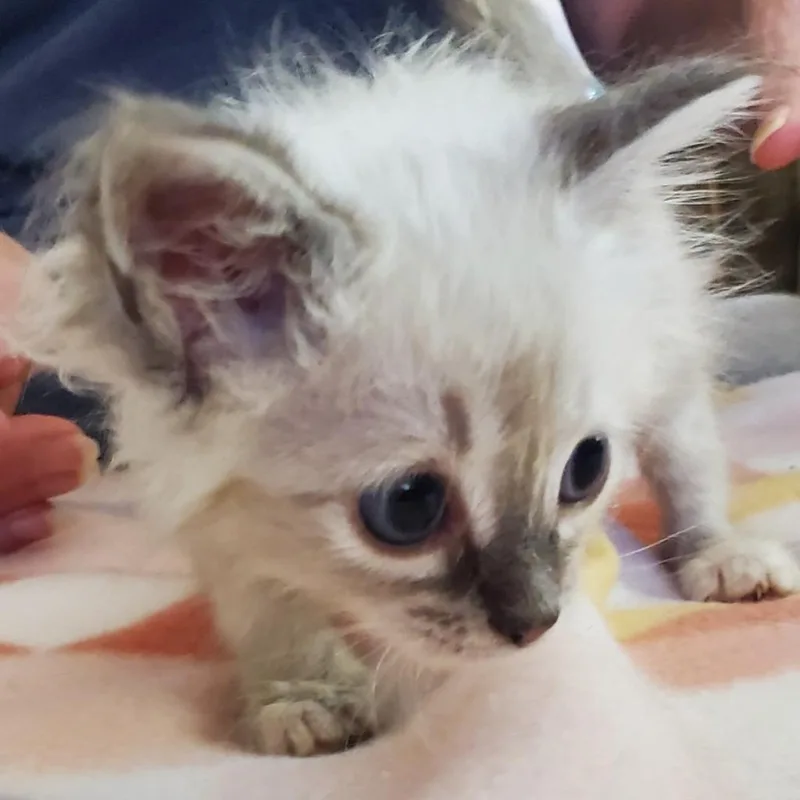 A baby small-sized male Siamese cat named Sly Fox for adoption in HUNTINGTON BEACH, CA