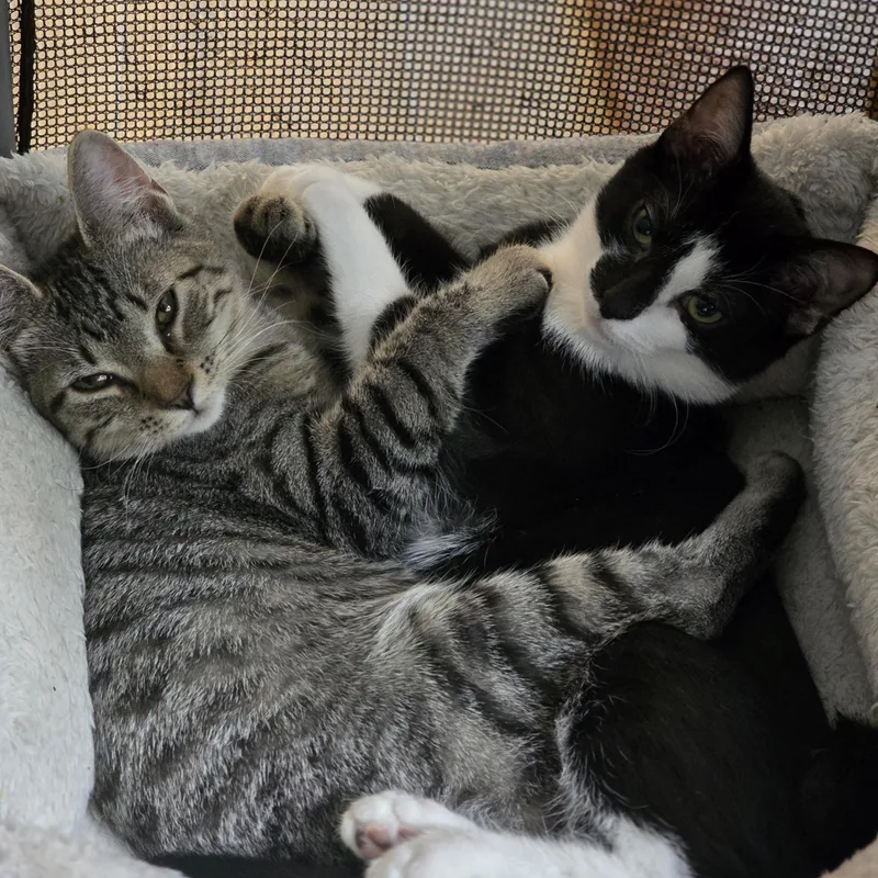 Purrfectly Paired Noah &