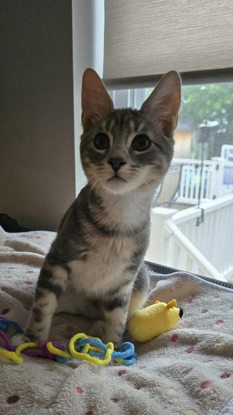 Purrfectly Paired Noah & thumbnail 3