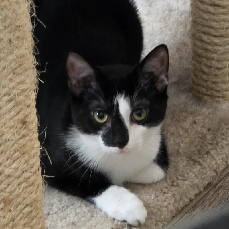 Purrfectly Paired Noah & thumbnail 4