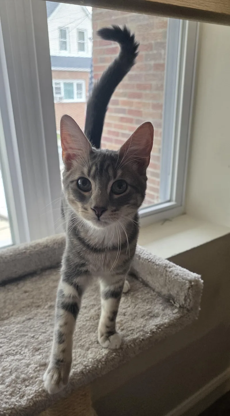 Purrfectly Paired Noah & thumbnail 5