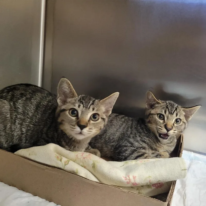 A baby small-sized female Brown / Chocolate Domestic Short Hair cat named Jabberjay for adoption in Westminster, CA