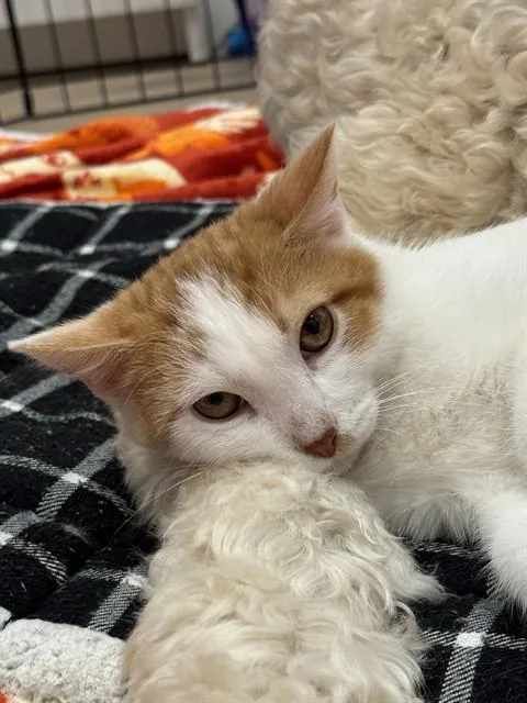 Hobbes