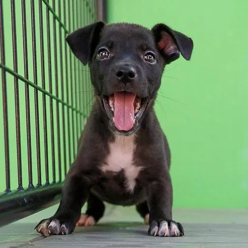 A baby medium-sized female Black Mixed Breed dog named Eleanor Grace for adoption in Bradenton, FL
