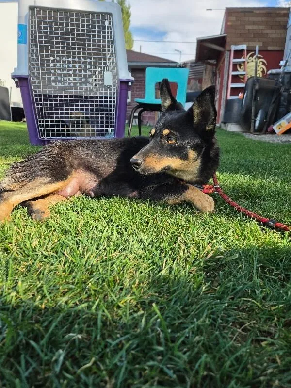 An adult medium-sized female Mixed Breed dog named Pepper for adoption in North Bend, WA