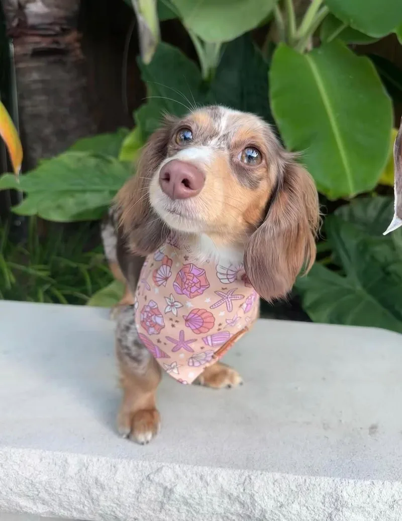A young small-sized male Dachshund dog named Bear for adoption in Kittanning, PA