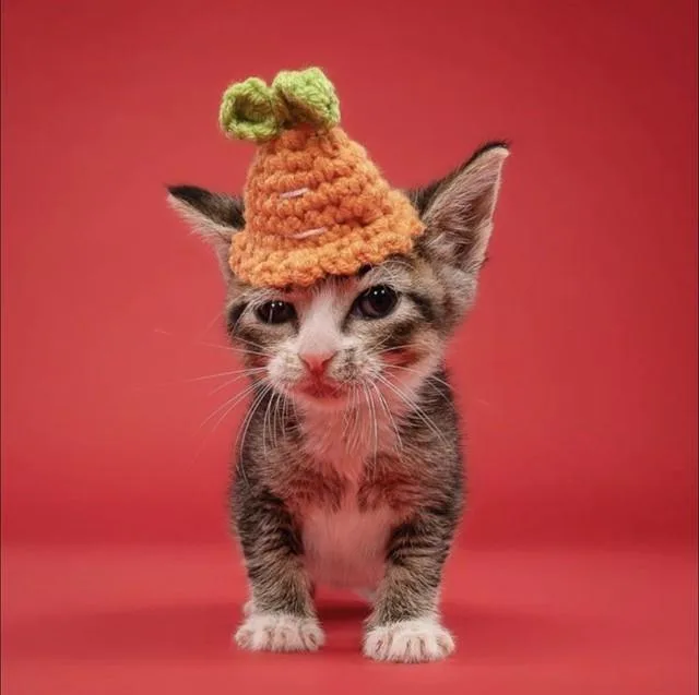 A baby small-sized female Domestic Short Hair cat named Shorty for adoption in Miami, FL
