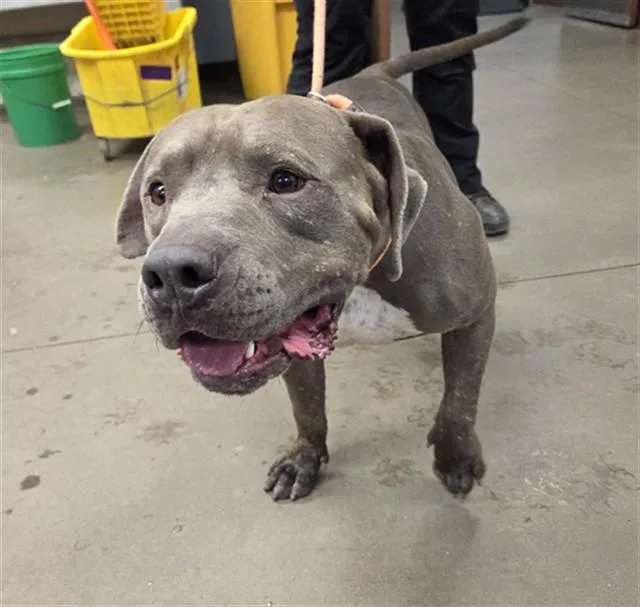 An adult large-sized male Pit Bull Terrier dog named Orpheus for adoption in Phoenix, AZ