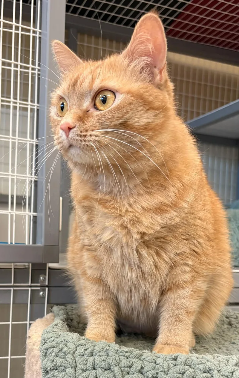 An adult medium-sized female Orange / Red Domestic Short Hair cat named Sunshine for adoption in Temple, PA