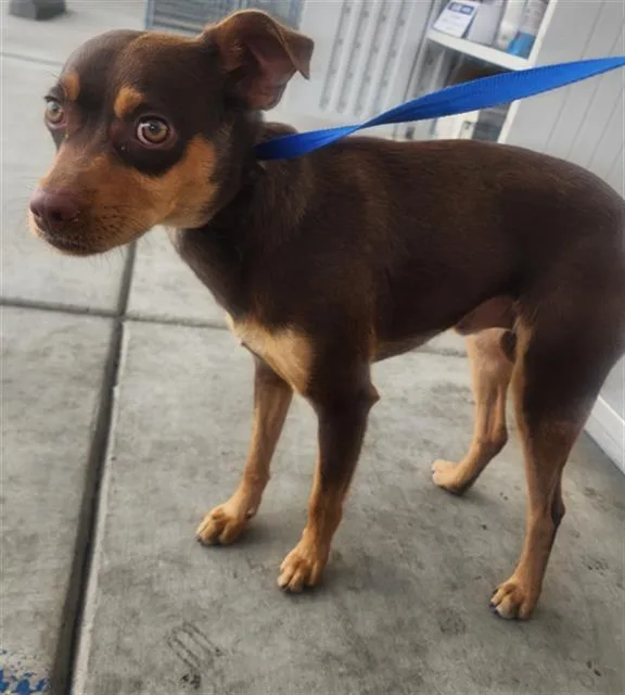A young small-sized male Chihuahua dog named Mozart for adoption in Bakersfield, CA