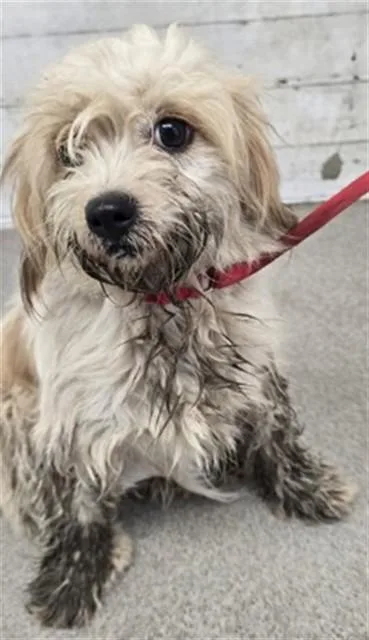 A young small-sized female Terrier dog named Grace for adoption in San Bernardino, CA