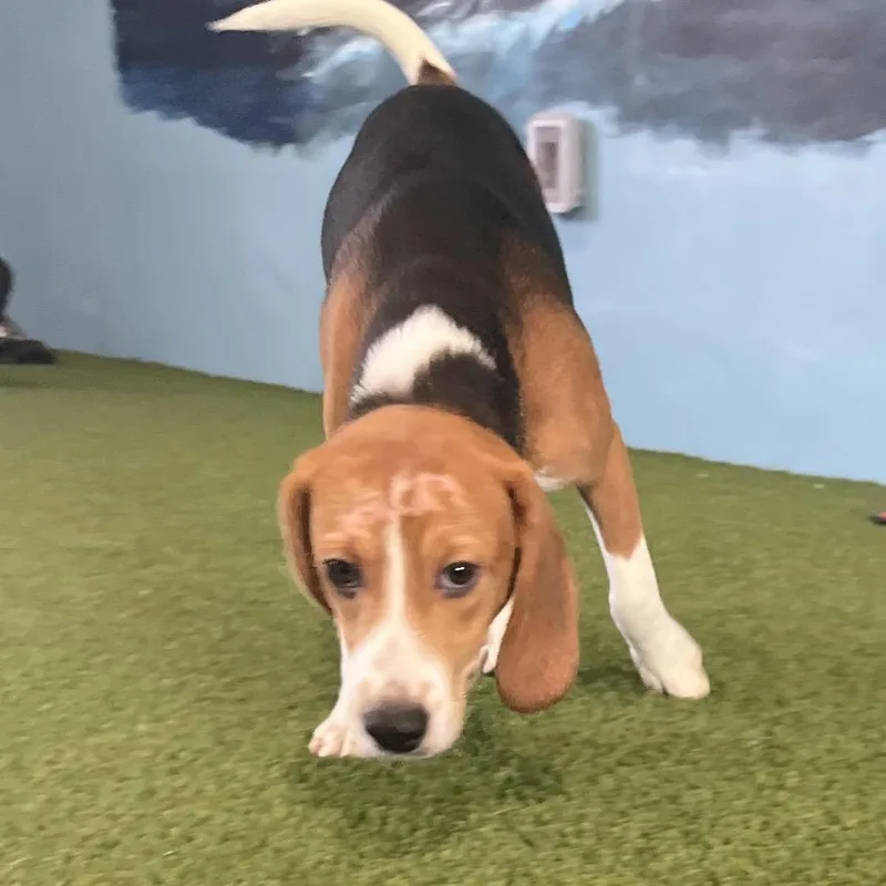 A baby small-sized male Yellow / Tan / Blond / Fawn Beagle dog named YIF  aka Squirt for adoption in LOXAHATCHEE, FL