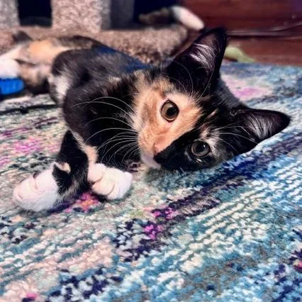 A baby small-sized female Calico Domestic Short Hair cat named Leia for adoption in Green Bay, WI