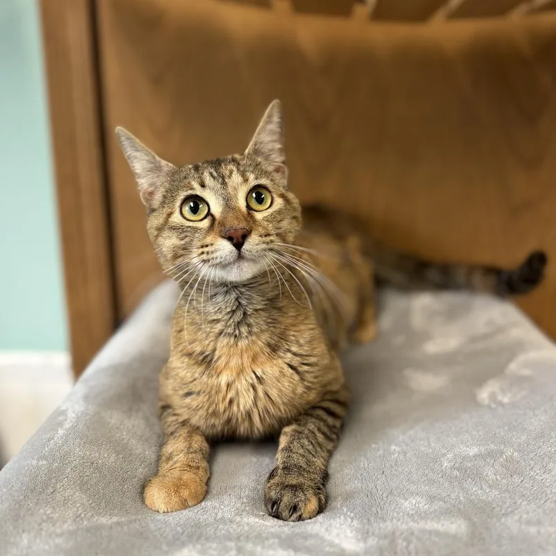 An adult small-sized female Torbie Domestic Short Hair cat named Brooklynn for adoption in Fargo, ND