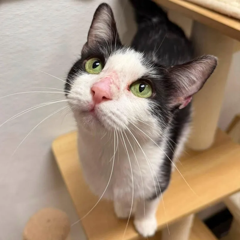 An adult small-sized female Black & White / Tuxedo Domestic Short Hair cat named Donut for adoption in Chandler, AZ