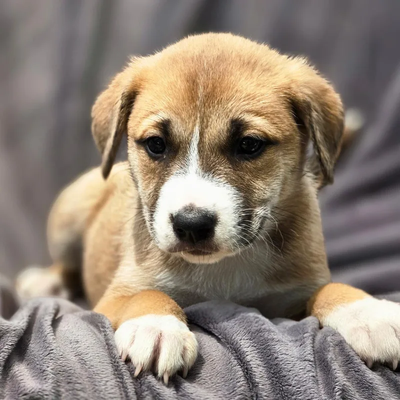 A baby large-sized female Shepherd dog named Chicago Pup  Red for adoption in San Diego, CA