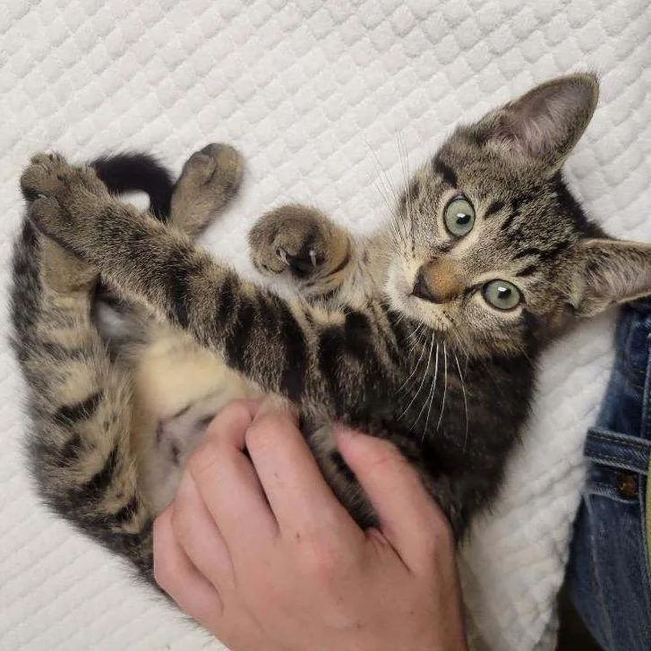 A baby small-sized male Brown / Chocolate Domestic Short Hair cat named Gazpacho for adoption in Mount Laurel, NJ