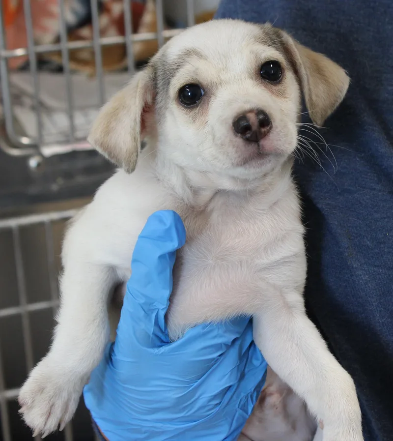 A baby medium-sized male Chihuahua dog named Cider for adoption in Wasco, CA