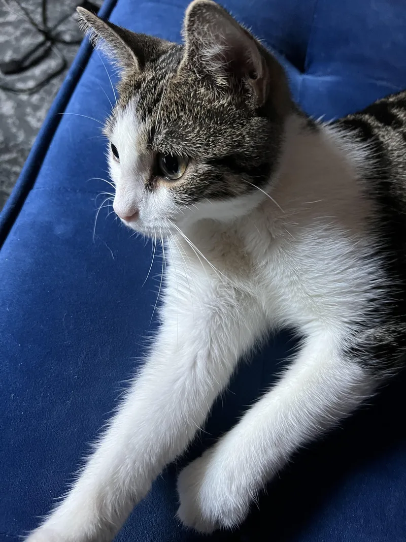 A young medium-sized female Tabby (Buff / Tan / Fawn) American Shorthair cat named Juno for adoption in New York, NY