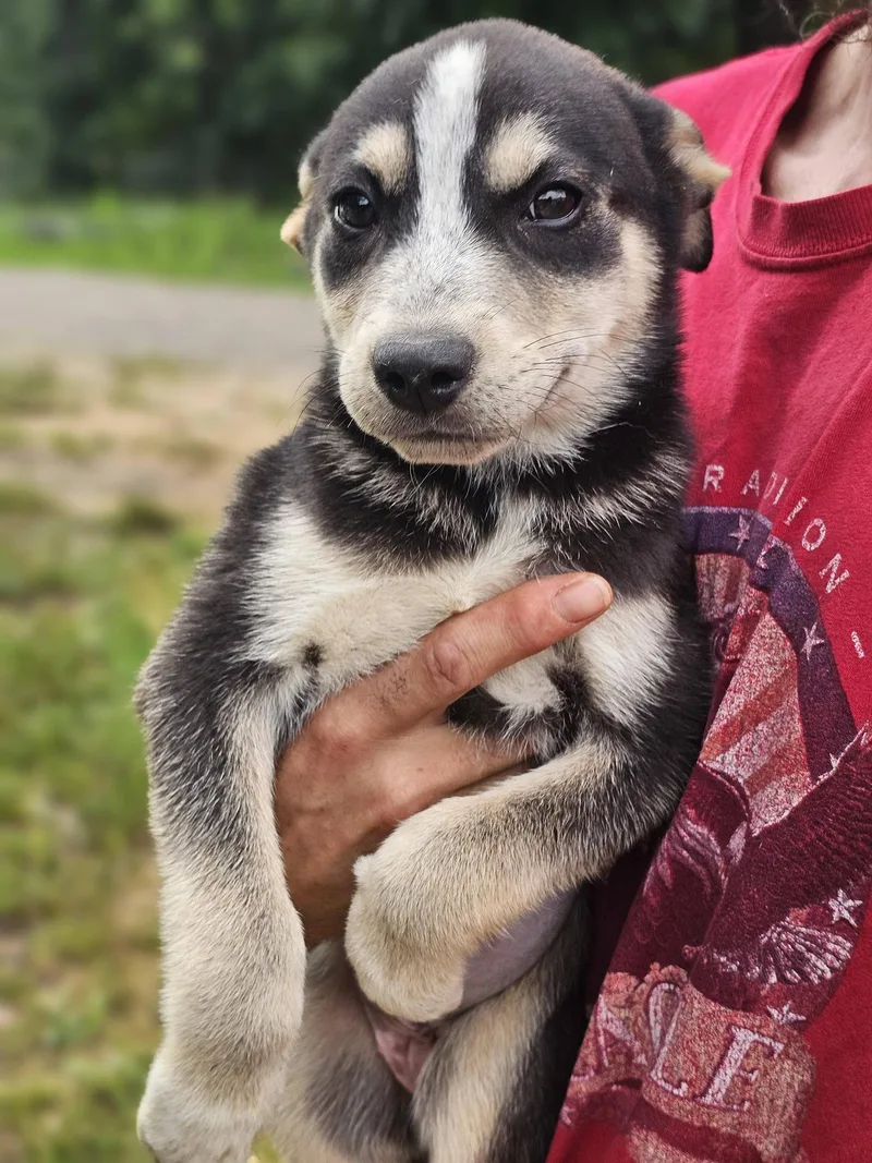 A baby medium-sized female Black German Shepherd Dog dog named Yarrow for adoption in Fort Payne, AL