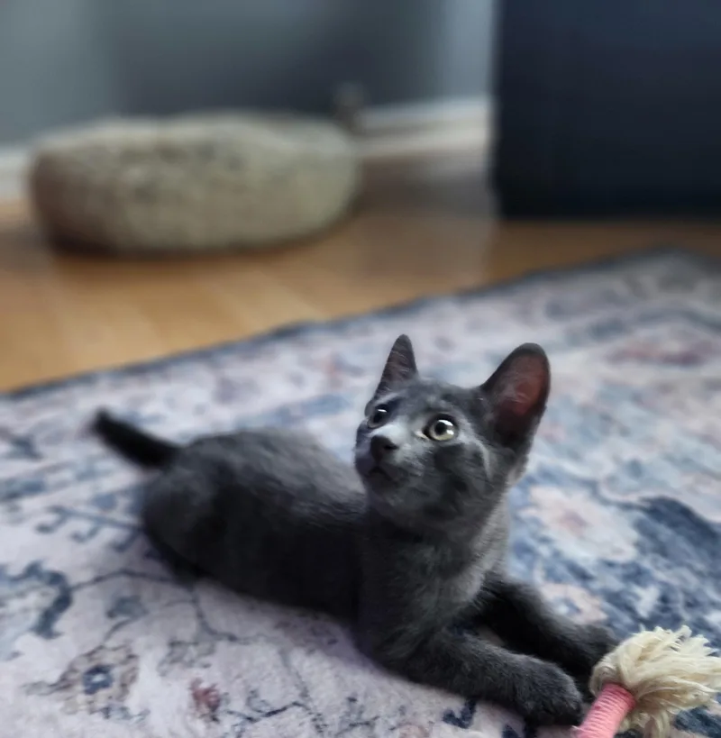 A baby small-sized male Domestic Short Hair cat named Petrie for adoption in Rio Linda, CA