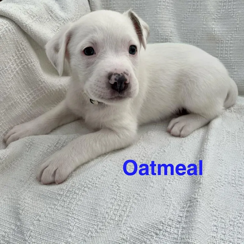 Oatmeal thumbnail 2