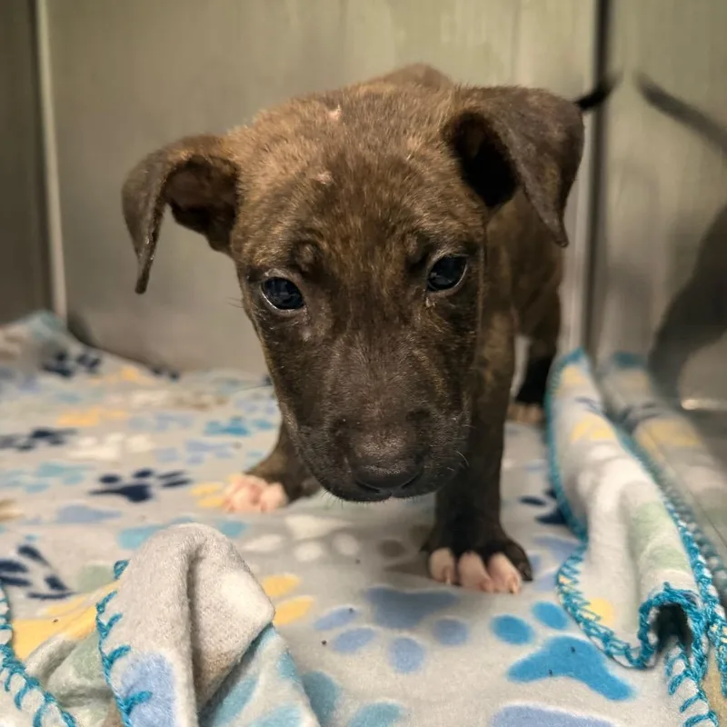 A baby small-sized male Black Mixed Breed dog named Gambit for adoption in Newark, NJ