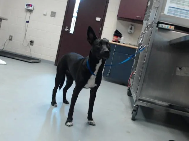 A young medium-sized female Labrador Retriever dog named Stella for adoption in Fayetteville, NC