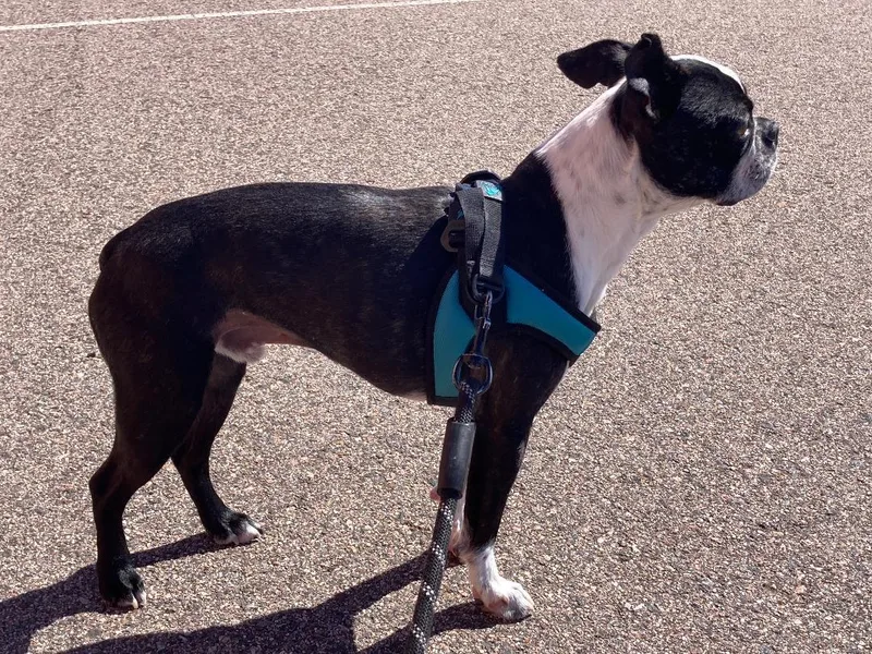 Percy In Co thumbnail 3